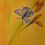 kleiner Schmetterling, Aquarell