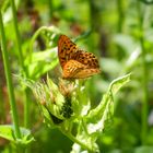 Kleiner Schmetterling auf Blüte