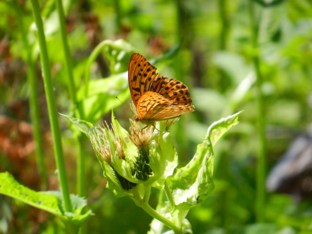 Kleiner Schmetterling auf Blüte