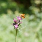 kleiner Schmetterling auf Distel