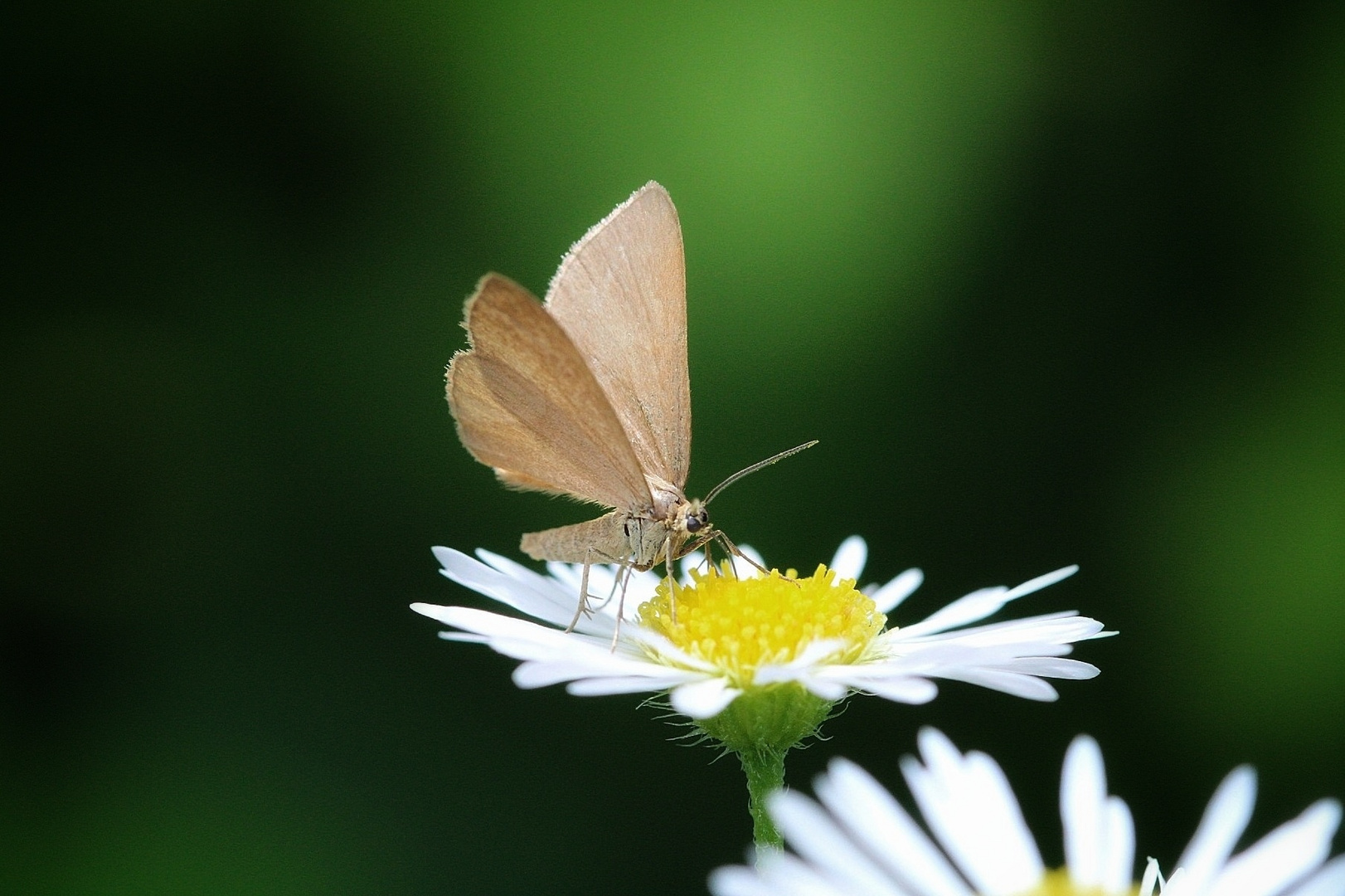 Kleiner Schmetterling auf Gänseblümchen.. 