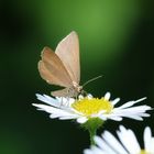 Kleiner Schmetterling auf Gänseblümchen.. 