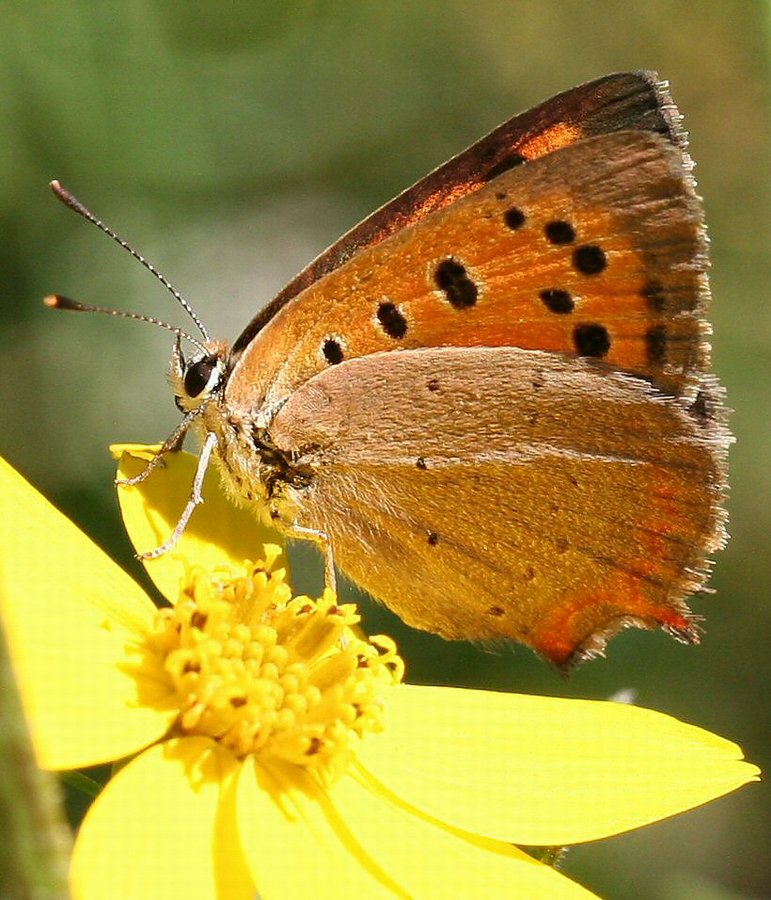 kleiner Schmetterling auf Gelb