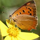 kleiner Schmetterling auf Gelb