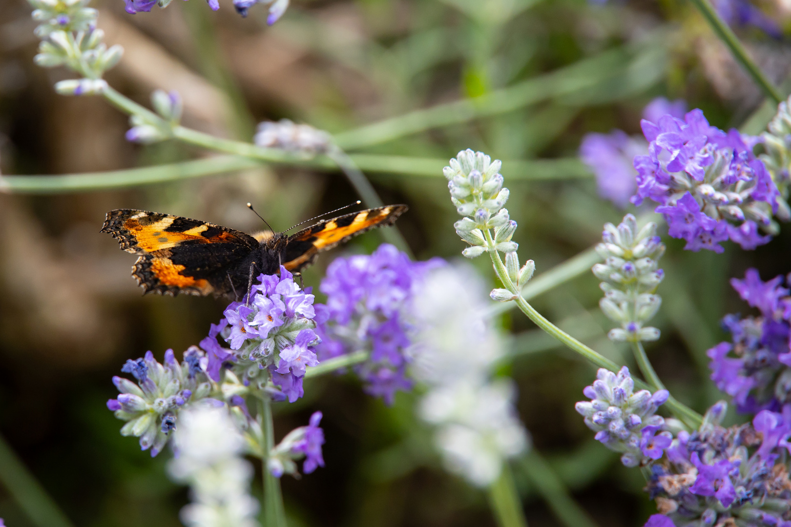 Kleiner Schmetterling auf Lavendel