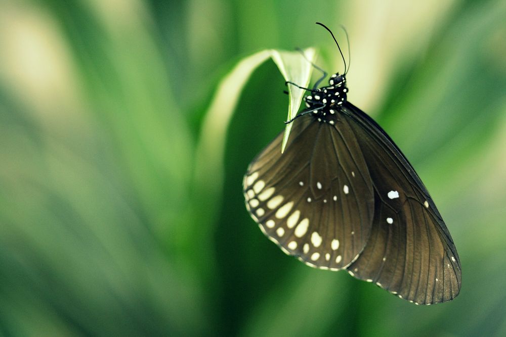 Kleiner Schmetterling