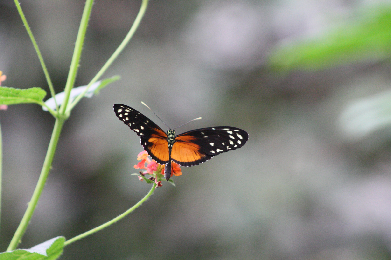 kleiner Schmetterling