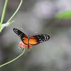 kleiner Schmetterling