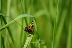 kleiner Schmetterling