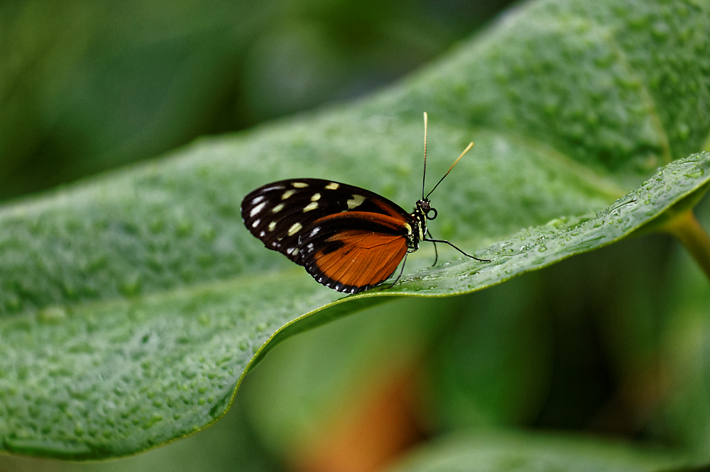 kleiner Schmetterling