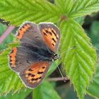 Kleiner Schmetterling