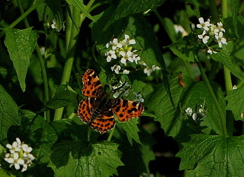 Kleiner Schmetterling