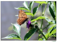 Kleiner Schmetterling