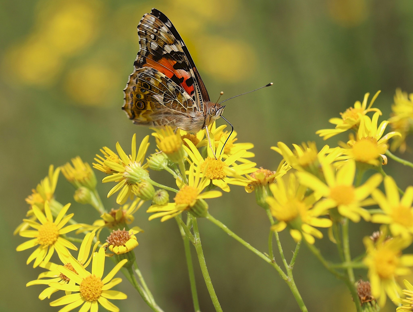 Kleiner Schmetterling 