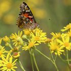 Kleiner Schmetterling 