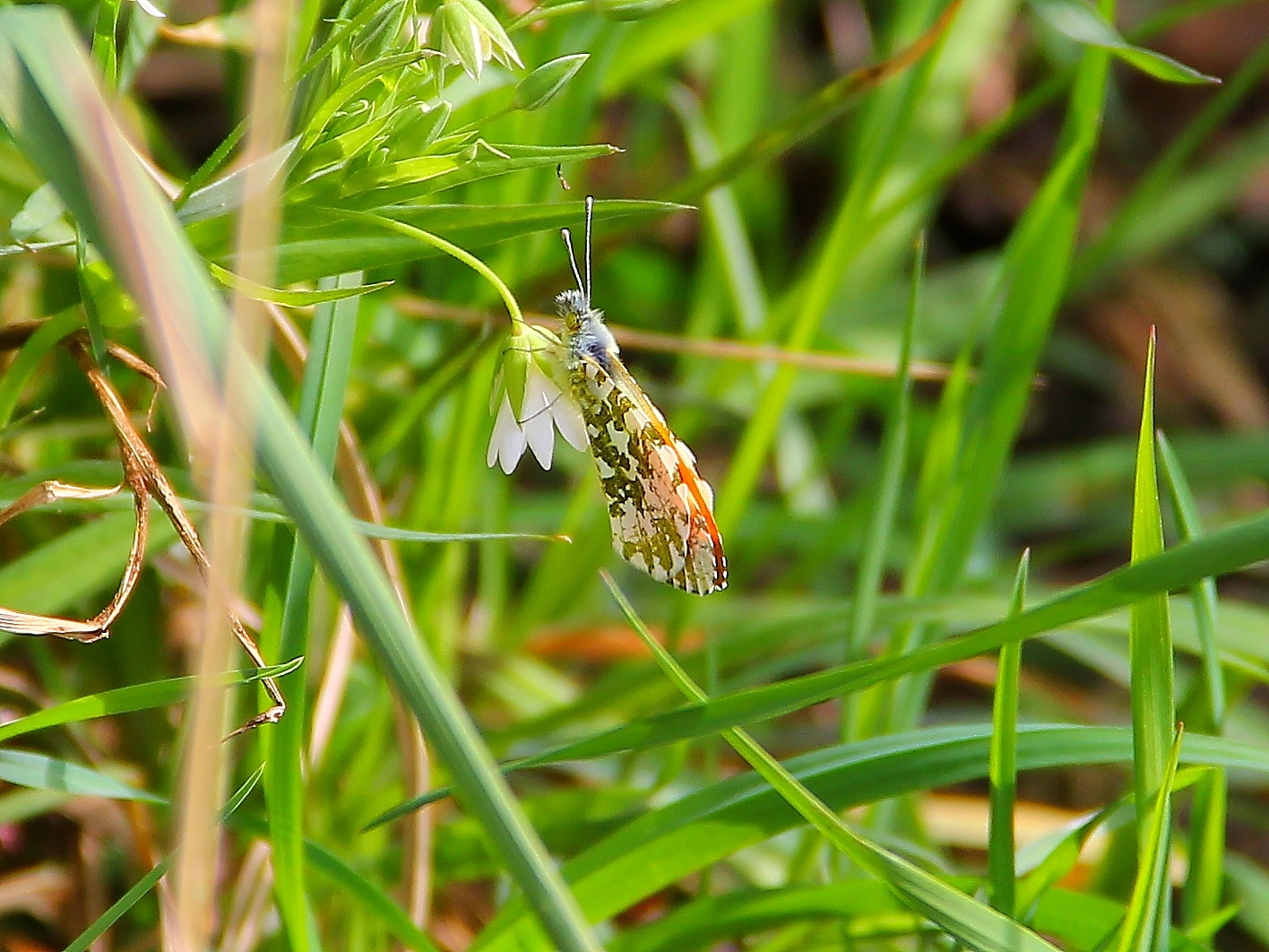 Kleiner Schmetterling