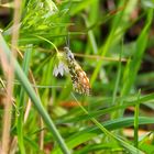 Kleiner Schmetterling