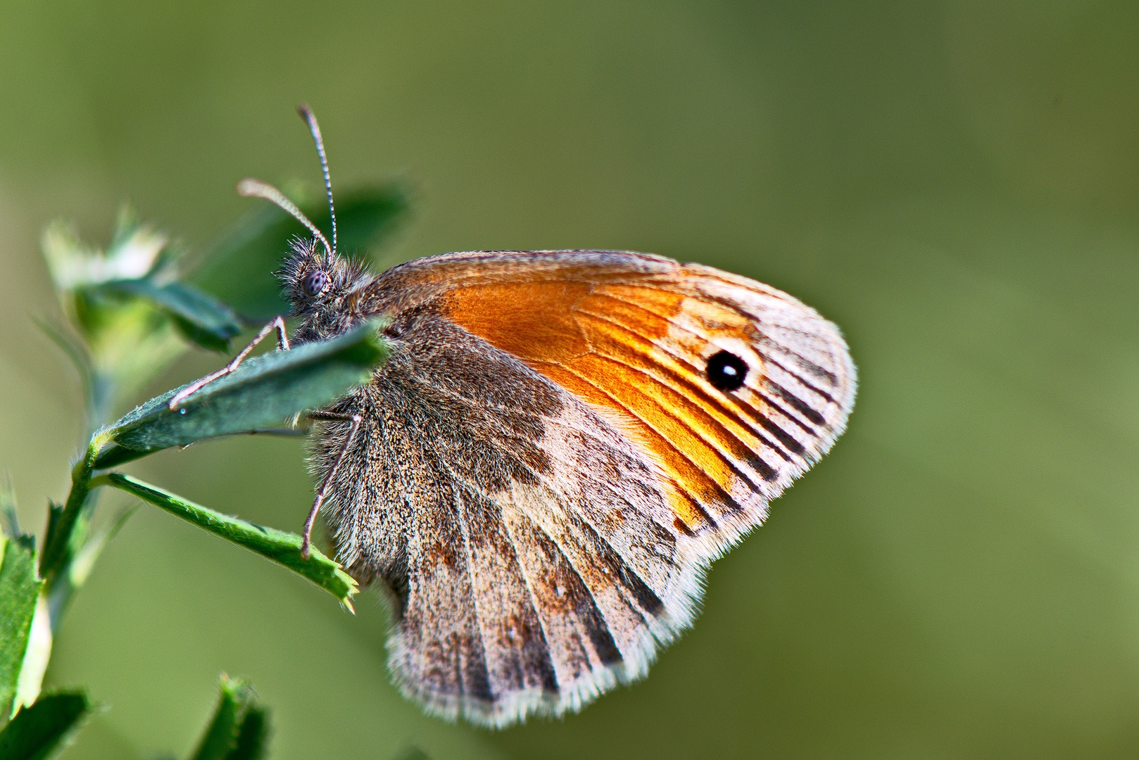 kleiner Schmetterling