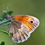 kleiner Schmetterling