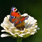 Kleiner Schmetterling ganz groß