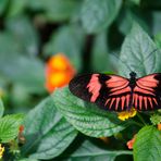 kleiner Schmetterling - ganz groß