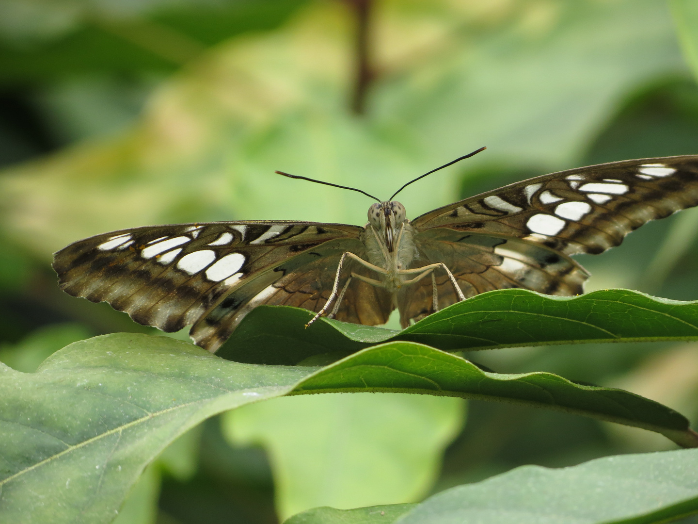 Kleiner Schmetterling, ganz groß