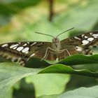 Kleiner Schmetterling, ganz groß