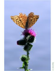 Kleiner Schmetterling II