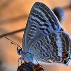 kleiner Schmetterling in der griechischen Abendsonne