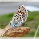 Kleiner Schmetterling oder Falter