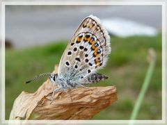 Kleiner Schmetterling oder Falter