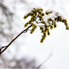 Kleiner Schneefänger ! :-))