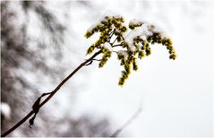 Kleiner Schneefänger ! :-))