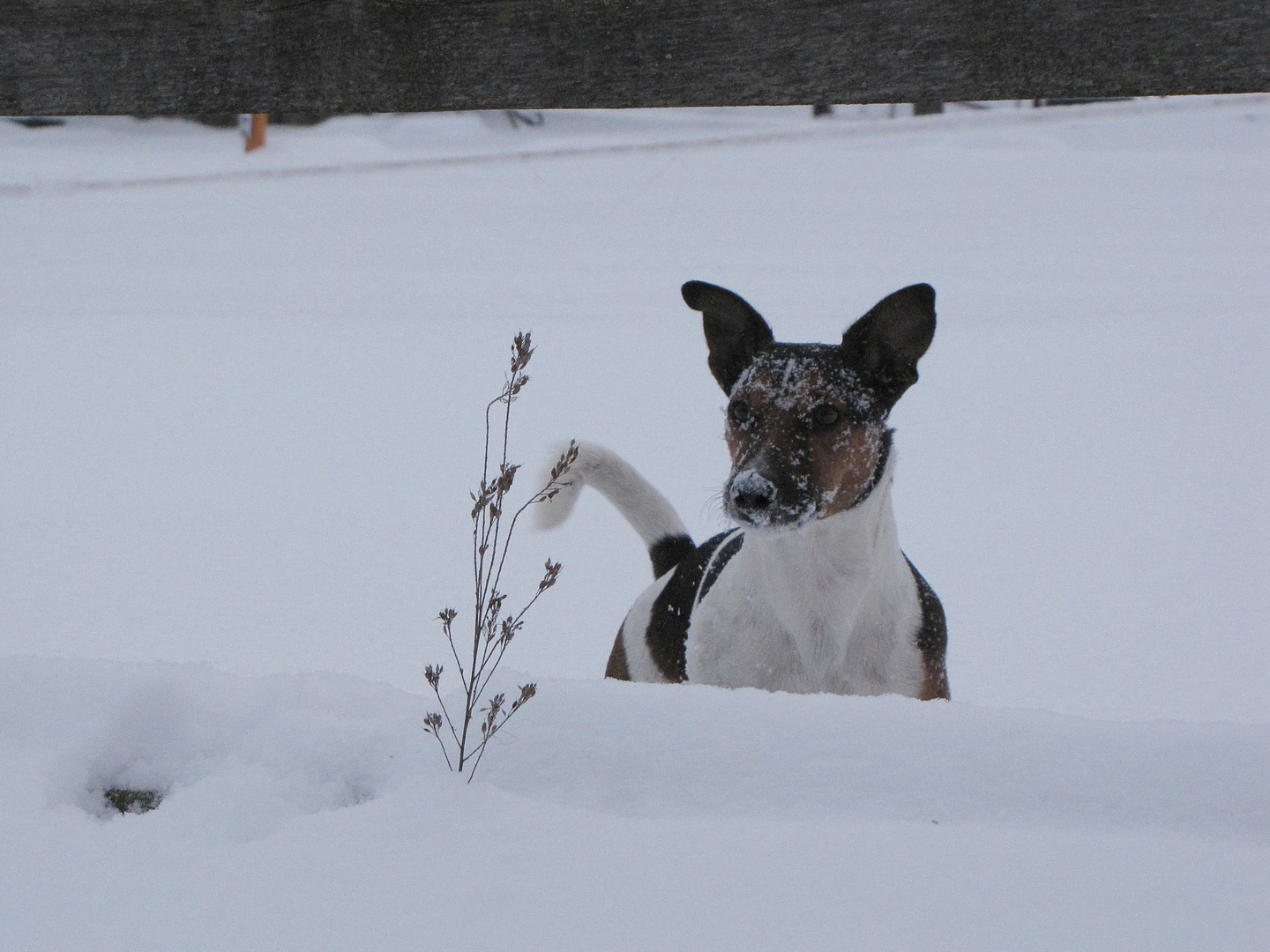 kleiner Schneefan in Aktion