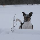 kleiner Schneefan in Aktion