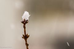 kleiner Schneegruss aus Herten