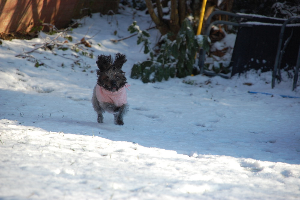 Kleiner Schneehase in rosa....;-)