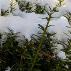 Kleiner Schneehaufen auf dem Grün