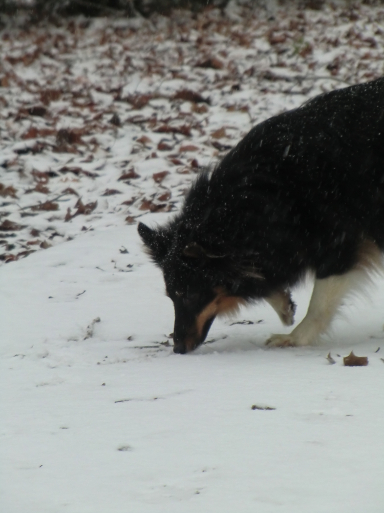 Kleiner Schneehund