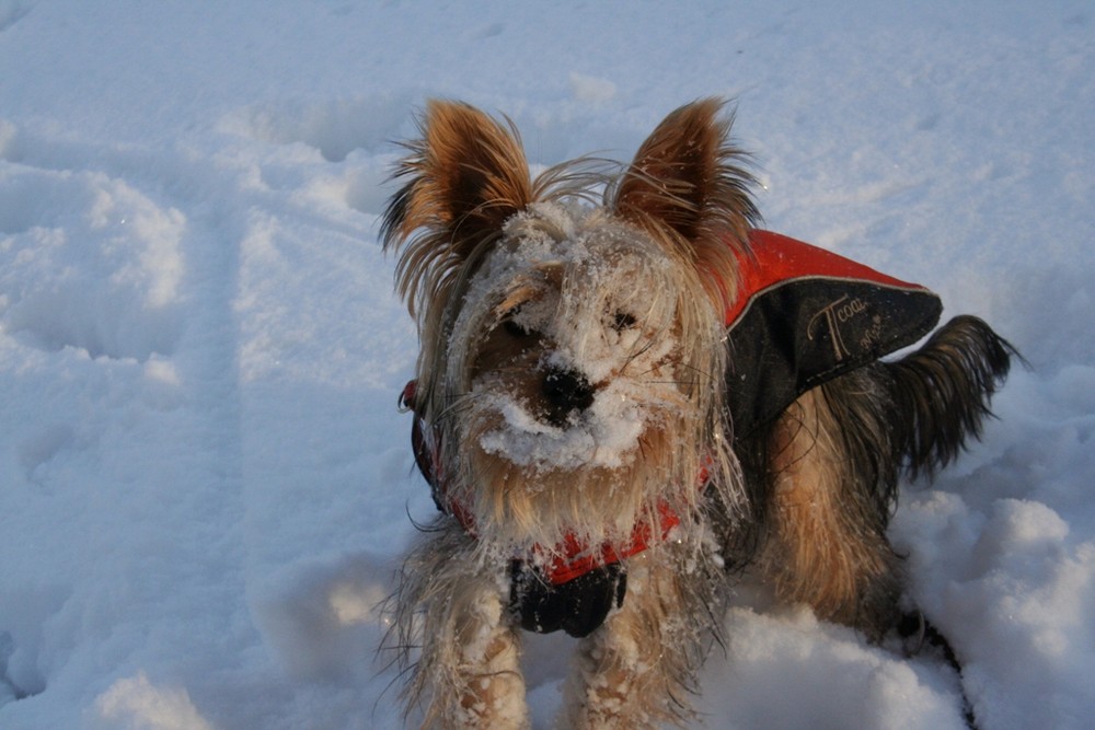 kleiner Schneehund