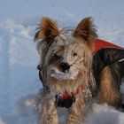 kleiner Schneehund