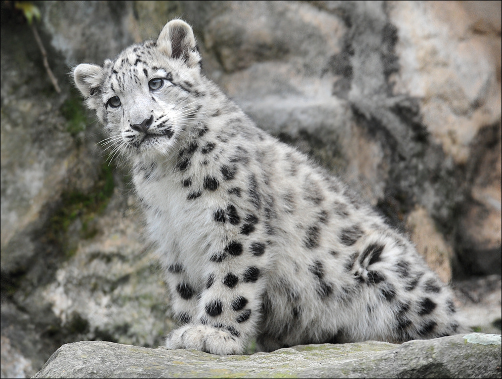 kleiner Schneeleopard