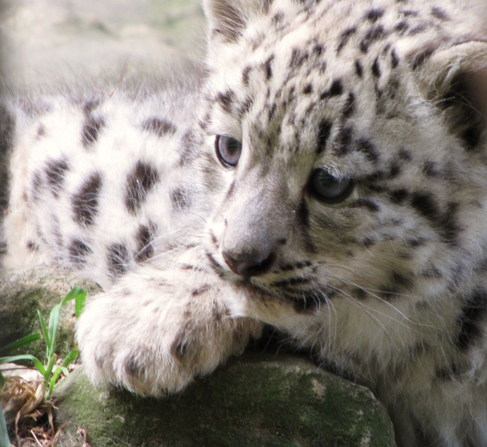 Kleiner Schneeleopard aus dem Krefelder Zoo