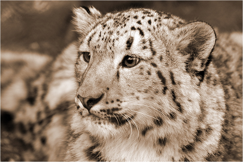 kleiner Schneeleopard im Zoo Wuppertal