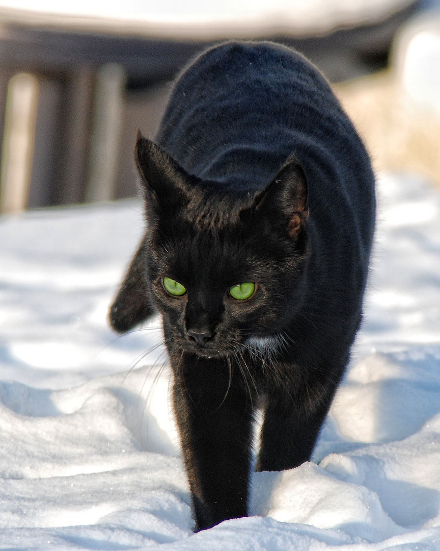 ... kleiner Schneepanther