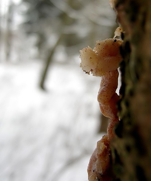 Kleiner Schneewächter..