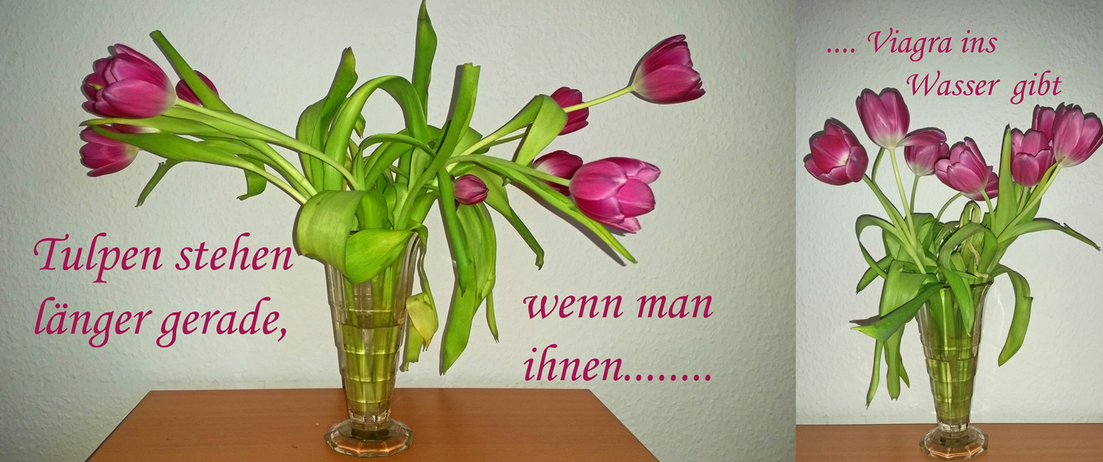 Kleiner Schnittblumentipp