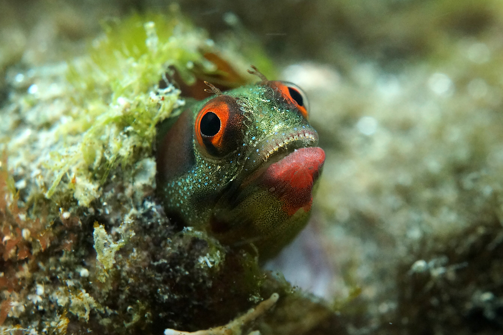 Kleiner schöner Fisch Costa Rica