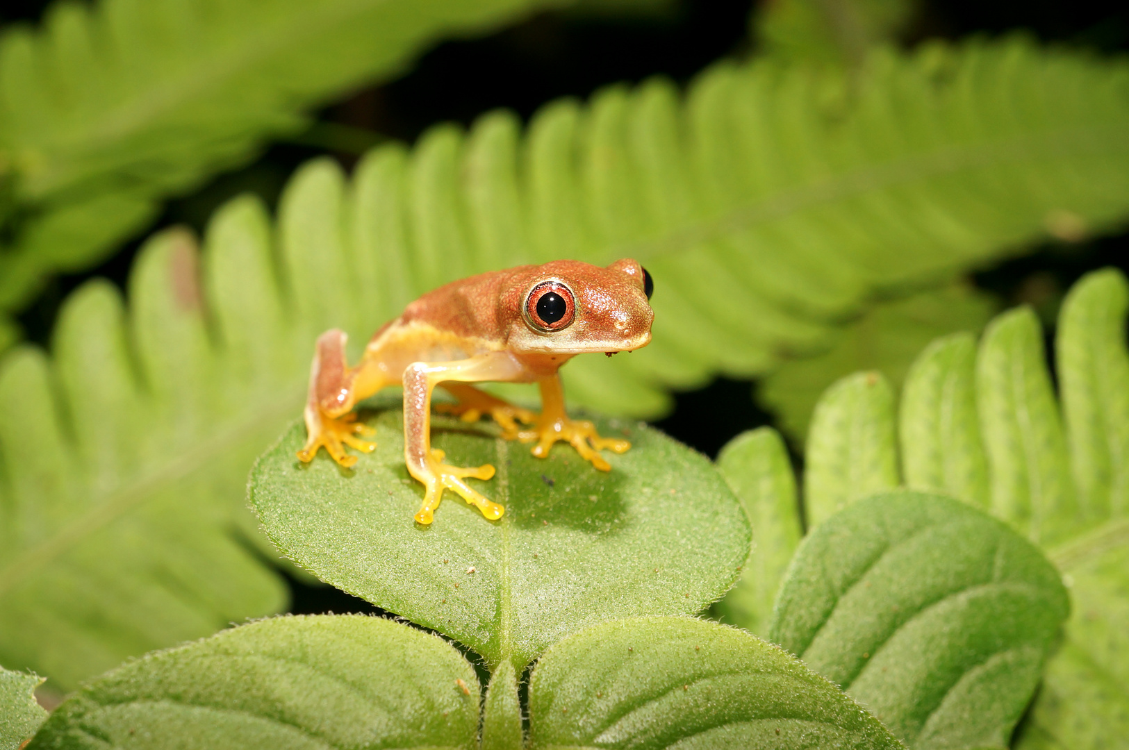 Kleiner schöner Frosch Costa Rica Foto & Bild tiere, wildlife