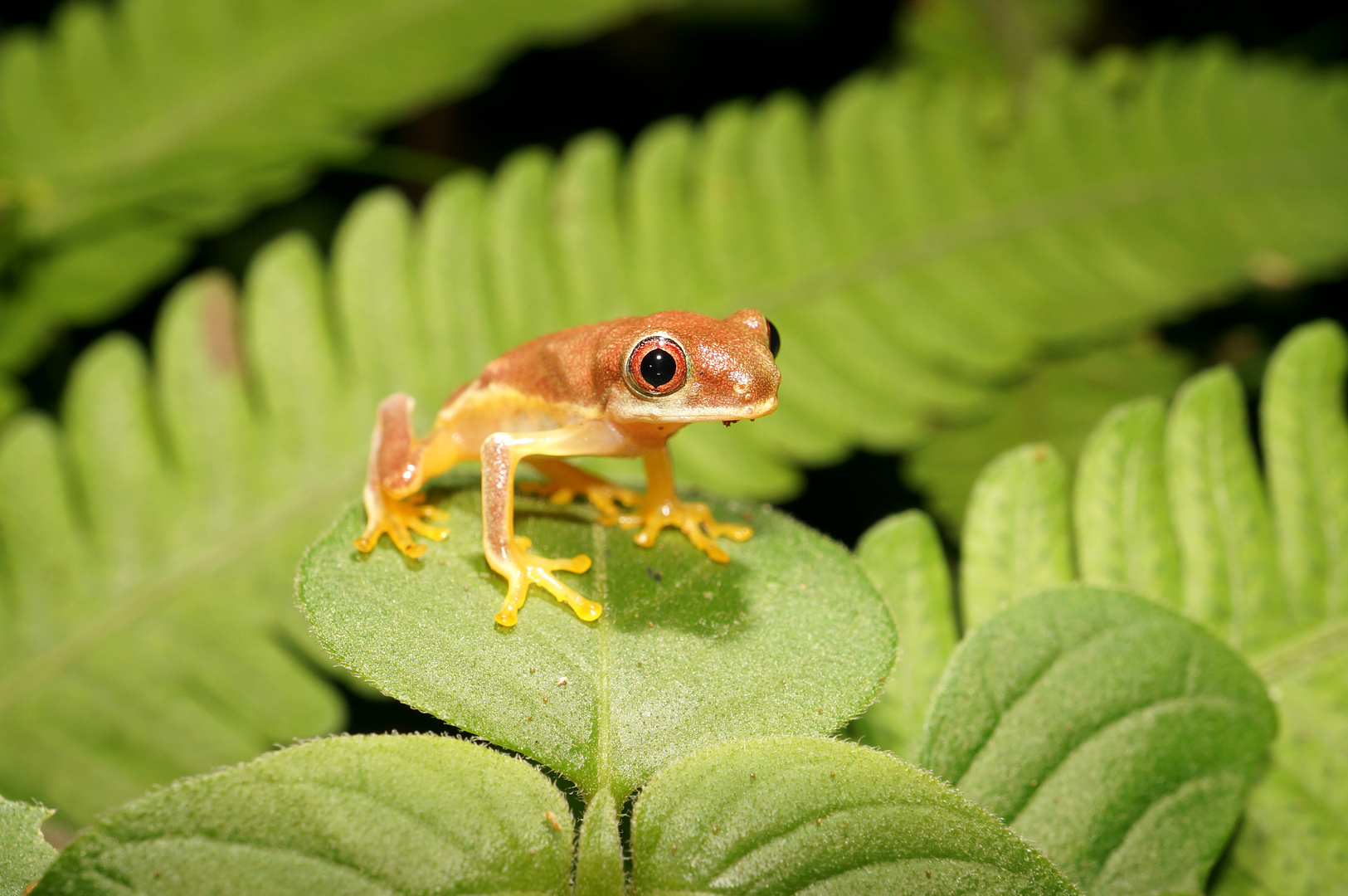 Kleiner schöner Frosch Costa Rica